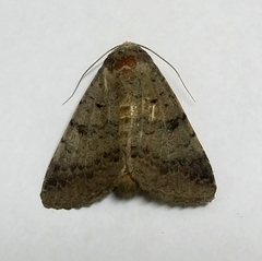 Pandesma