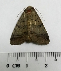 Pandesma