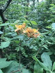 Rhododendron calendulaceum