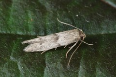 Blastobasis phycidella