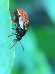 Calligrapha spiraeae