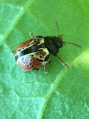 Calligrapha spiraeae