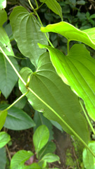 Stemona tuberosa