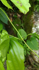 Stemona tuberosa