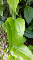 Stemona tuberosa