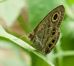 Ypthima baldus newboldi