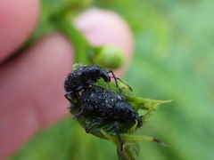Lachnopus floridanus
