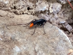 Tachypompilus analis