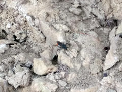 Tachypompilus analis