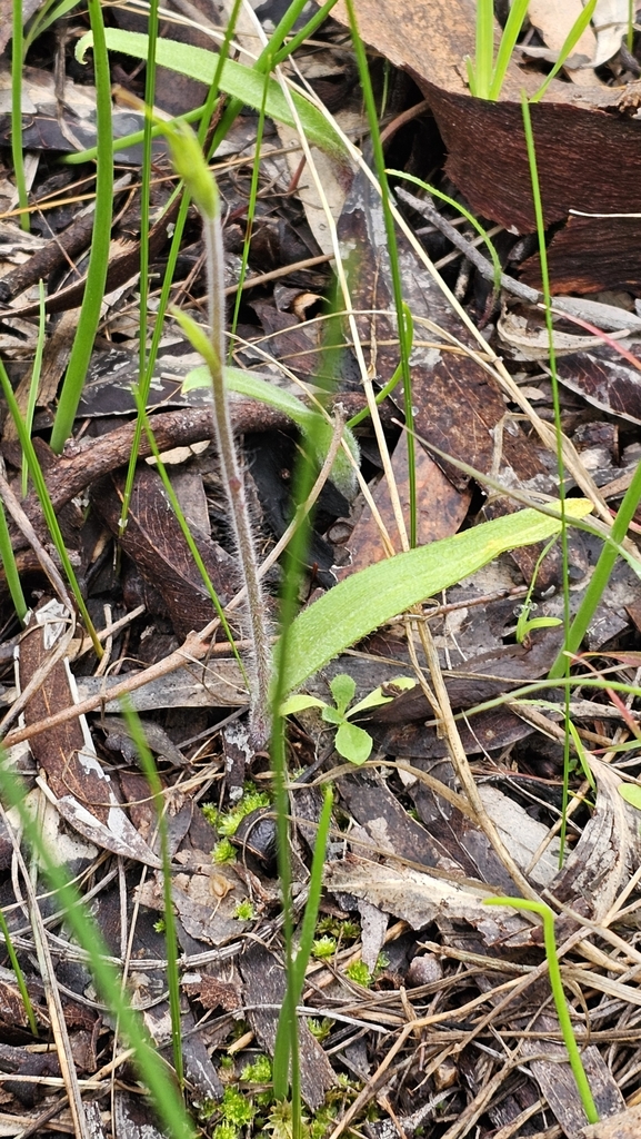 Caladenia tentaculata