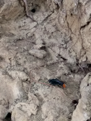 Tachypompilus analis