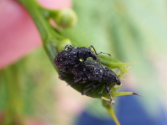 Lachnopus floridanus