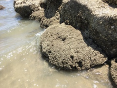 Phragmatopoma caudata