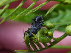 Lachnopus floridanus