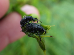 Lachnopus floridanus