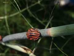 Graphosoma