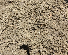 Phragmatopoma caudata