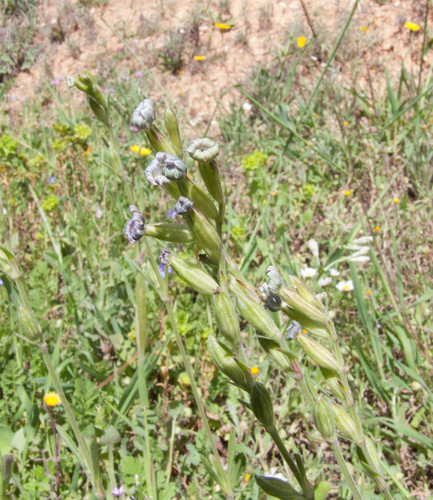 Silene nocturna iNat (3)