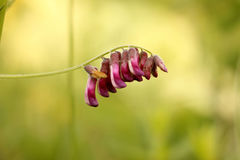 Vicia megalotropis