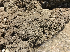 Phragmatopoma caudata