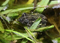 Cape Sand Frog photo 5