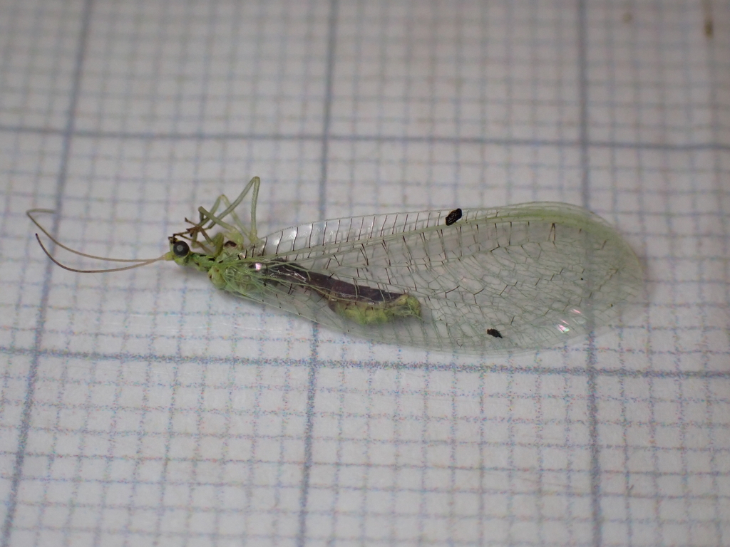 Apertochrysa abdominalis