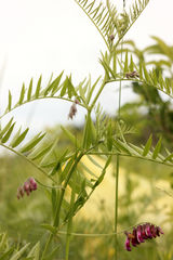 Vicia megalotropis