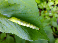 Condica illecta