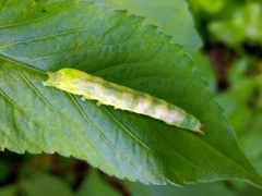 Condica illecta