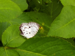 Megisba malaya sikkima