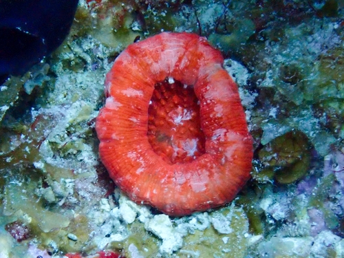 Artichoke Coral