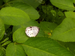 Megisba malaya sikkima