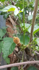 Amphilophium crucigerum