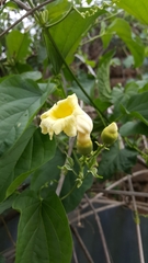 Amphilophium crucigerum