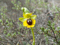 Ophrys lutea lutea