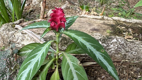 Foto de Afelandra-coral
