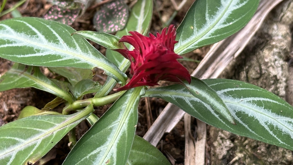 Foto de Afelandra-coral