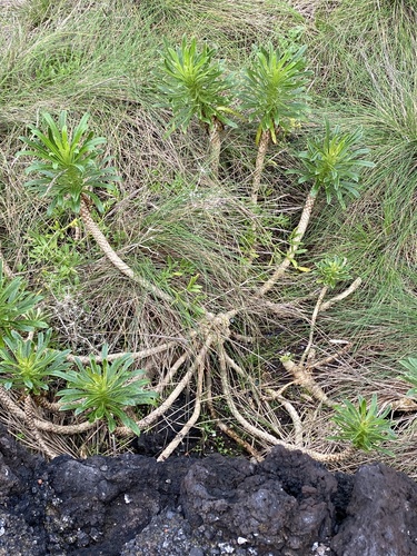 Foto de Campanulácea-dos-Açores