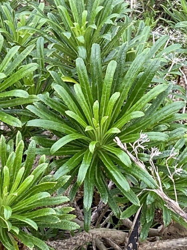 Foto de Campanulácea-dos-Açores