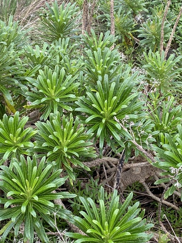 Foto de Campanulácea-dos-Açores