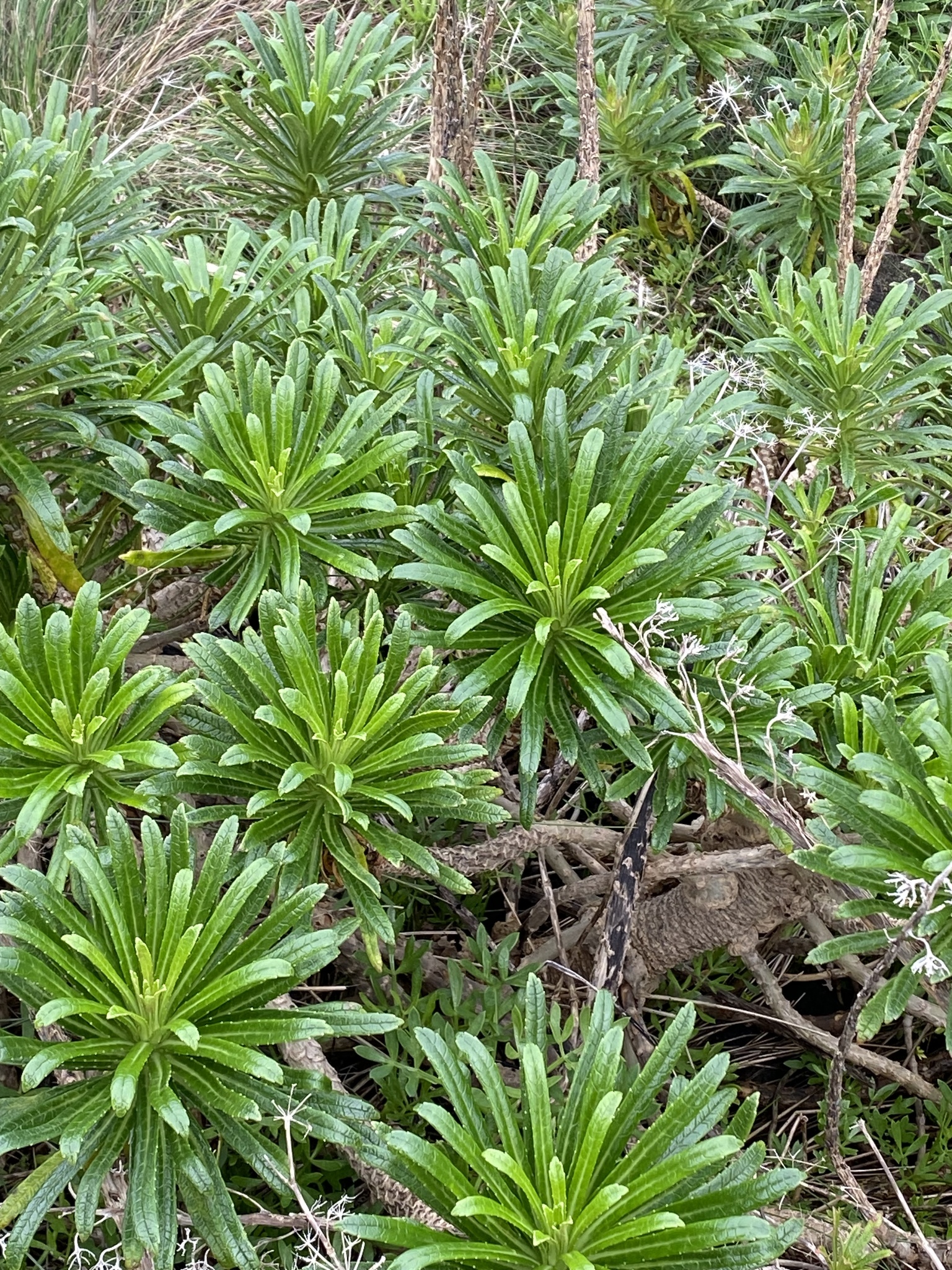 Imagem de Campanulácea-dos-Açores
