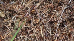 Formica polyctena × rufa