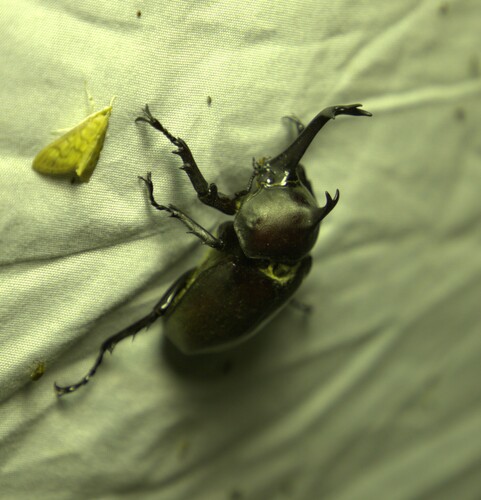 Japanese Rhinoceros Beetle