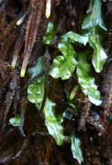 Symphyogyna subsimplex