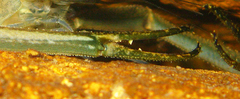 Macrobrachium formosense
