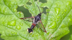 Synanthedon formicaeformis