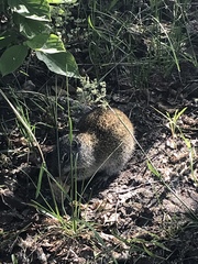 Poliocitellus franklinii