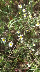 Matricaria