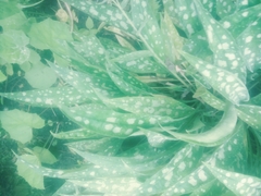 Pulmonaria officinalis