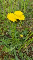 Hypochaeris maculata